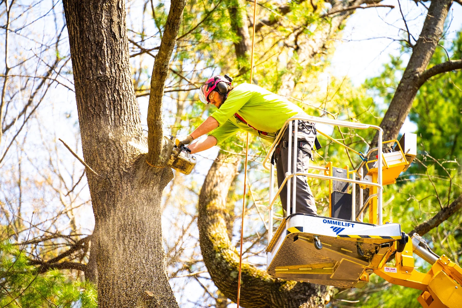 Tree Removal Service In Erie Pa